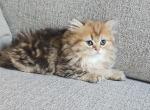 Kitty 6 - British Shorthair Cat For Sale - Helotes&comma; TX&comma; US