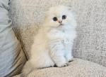 Scottish fold 1 - Scottish Fold Cat For Sale - Helotes&comma; TX&comma; US