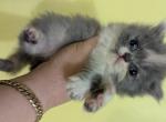 Persian kittens for sale - Persian Kitten For Sale - NY&comma; US