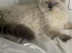 Muffin - Himalayan Cat For Sale - Rockford&comma; IL&comma; US