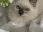 Simba - Himalayan Cat For Sale - Rockford&comma; IL&comma; US