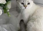 Max - British Shorthair Cat For Sale - Rockford&comma; IL&comma; US