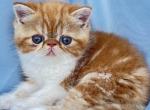 Simba - Exotic Cat For Sale - Vancouver&comma; WA&comma; US