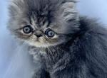 Chloe - Persian Cat For Sale - Vancouver&comma; WA&comma; US