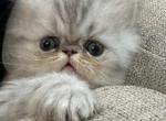 Male Persian - Persian Cat For Sale - Byron&comma; MN&comma; US