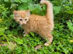 Fluffy orange male kitten - Domestic Cat For Sale - Becket&comma; MA&comma; US
