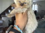 Seal point male - Ragdoll Kitten For Sale - Butler&comma; PA&comma; US