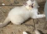 Tica lilac male - Ragdoll Cat For Sale - Butler&comma; PA&comma; US