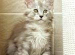 Tiffani Girl Maine coon cuteness - Maine Coon Cat For Sale - Los Angeles&comma; CA&comma; US