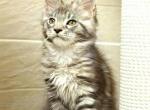 Tristan Maine coon cute boy - Maine Coon Cat For Sale - Los Angeles&comma; CA&comma; US