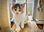 Classes Calico Polydactyl - Maine Coon Kitten For Sale - Boscawen&comma; NH&comma; US