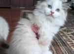 TICA Bicolor Ragdoll Kitten Female - Ragdoll Cat For Sale - Bryan&comma; TX&comma; US