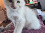 Biff - Ragdoll Kitten For Sale - Reno&comma; NV&comma; US
