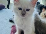 Alabastor - Ragdoll Kitten For Sale - Reno&comma; NV&comma; US