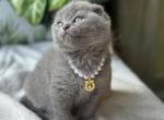 Rossy - Scottish Fold Cat For Sale - Brooklyn&comma; NY&comma; US