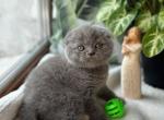 Stefan - Scottish Fold Cat For Sale - Brooklyn&comma; NY&comma; US