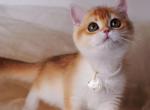 Olivka - British Shorthair Cat For Sale - Brooklyn&comma; NY&comma; US