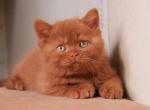 Sugar - British Shorthair Cat For Sale - Brooklyn&comma; NY&comma; US