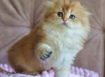 Alice - Scottish Fold Cat For Sale - Brooklyn&comma; NY&comma; US