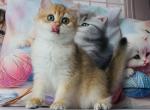 Neptun - British Shorthair Cat For Sale - Brooklyn&comma; NY&comma; US
