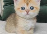 Nicole - Scottish Straight Cat For Sale - Brooklyn&comma; NY&comma; US