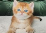 Oskar - Scottish Straight Cat For Sale - Brooklyn&comma; NY&comma; US