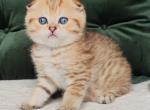 Natan - Scottish Fold Cat For Sale - Brooklyn&comma; NY&comma; US
