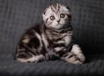 Nika - Scottish Fold Cat For Sale - Brooklyn&comma; NY&comma; US