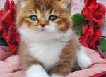 Buddy - British Shorthair Cat For Sale - Brooklyn&comma; NY&comma; US