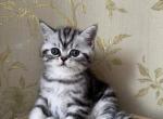 Marry - Scottish Straight Cat For Sale - Brooklyn&comma; NY&comma; US