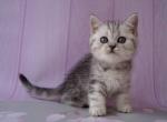 Potap - Scottish Straight Cat For Sale - Brooklyn&comma; NY&comma; US