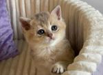 Austin - British Shorthair Cat For Sale - Brooklyn&comma; NY&comma; US