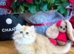 Josephine - British Shorthair Cat For Sale - Brooklyn&comma; NY&comma; US