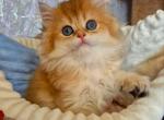 Elisey - Brazilian Shorthair Cat For Sale - Brooklyn&comma; NY&comma; US