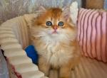 Igor - British Shorthair Cat For Sale - Brooklyn&comma; NY&comma; US