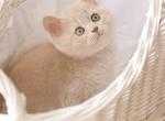 Puffi - British Shorthair Cat For Sale - Brooklyn&comma; NY&comma; US