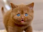 Pako - British Shorthair Cat For Sale - Brooklyn&comma; NY&comma; US