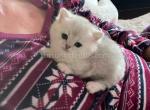Bonita silver shaded munchkin standard short leg - Munchkin Cat For Sale - CA&comma; US