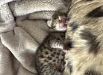 F2 Kingston - Savannah Kitten For Sale - Camden&comma; NJ&comma; US
