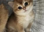 Nemo - British Shorthair Kitten For Sale - Fairfax&comma; VA&comma; US