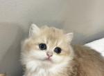 Seraphina longhair British - British Shorthair Kitten For Sale - Fairfax&comma; VA&comma; US