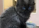 Black Ragamuffin boy - Ragamuffin Cat For Sale - Salem&comma; OR&comma; US