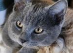 Yoda - Scottish Straight Cat For Sale - Molalla&comma; OR&comma; US