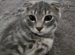 Obi - Scottish Fold Cat For Sale - Molalla&comma; OR&comma; US