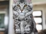 Amber - Maine Coon Cat For Sale - Boerne&comma; TX&comma; US