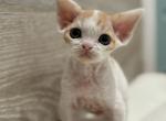 Genie - Devon Rex Kitten For Sale - Philadelphia&comma; PA&comma; US