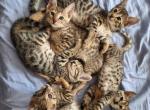 F3 Savannah Kittens Available July 21 Reserve Now - Savannah Cat For Sale - New Holland&comma; PA&comma; US