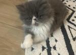 Persian - Persian Cat For Sale - Las Vegas&comma; NV&comma; US