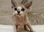Fefe - Devon Rex Kitten For Sale - Philadelphia&comma; PA&comma; US