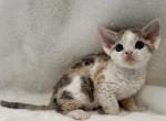 G - Devon Rex Kitten For Sale - Philadelphia&comma; PA&comma; US